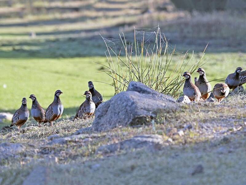 Red-legged Partridge