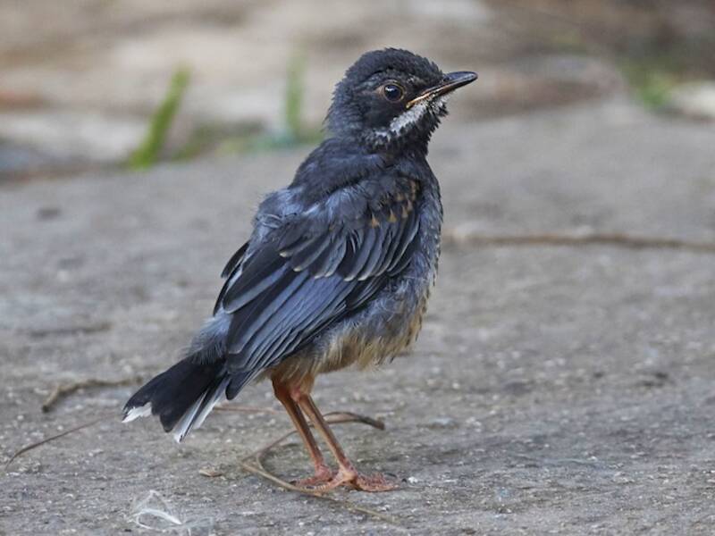 Red-legged Thrush, Photos 3