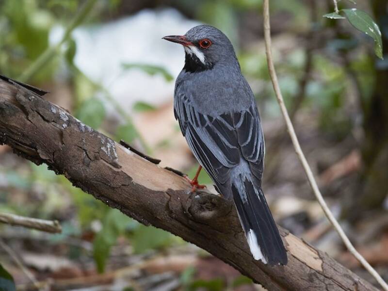 Red-legged Thrush, Photos 4