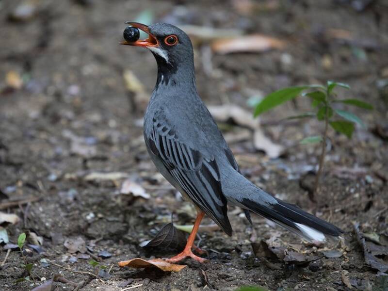 Red-legged Thrush, Photos 2