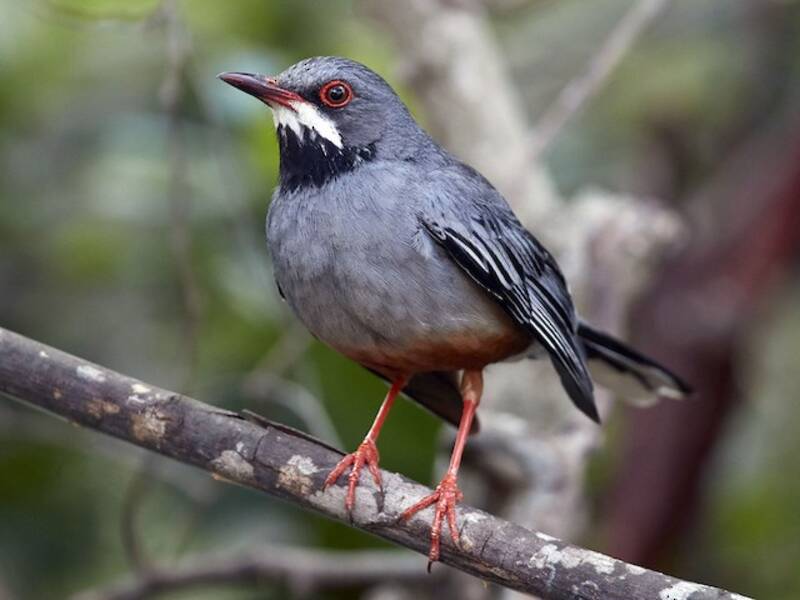 Red-legged Thrush