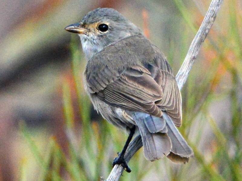 Red-lored Whistler (Pachycephala rufogularis)
