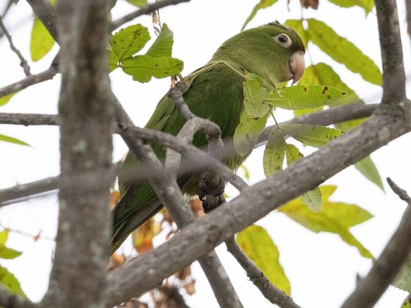 Perico Caretirrojo