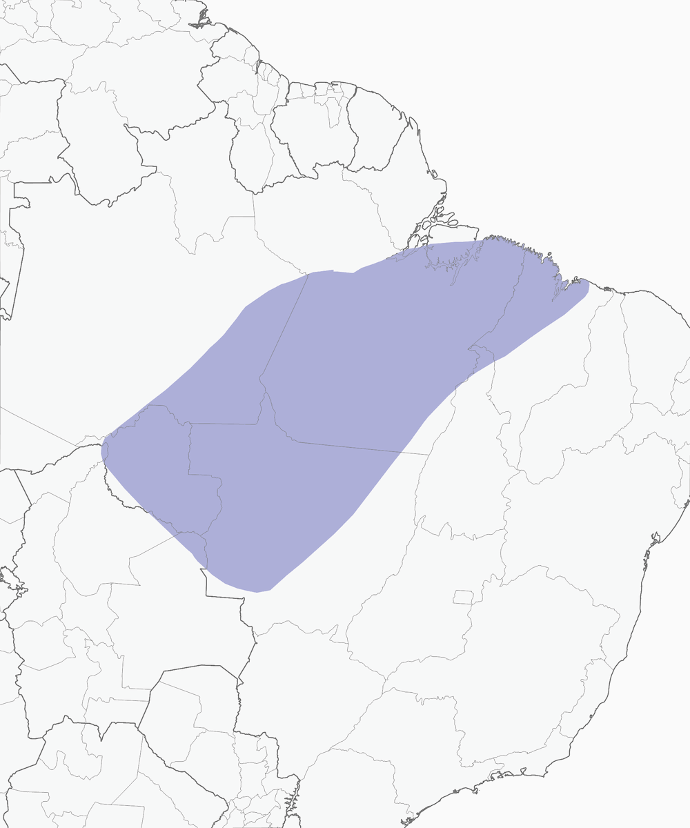 Araçari à collier, Distribution 1