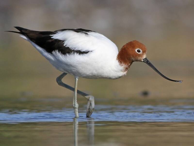 Avocette à cou roux