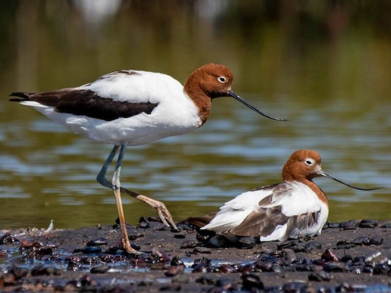 Avocetta collorossa, Foto 2