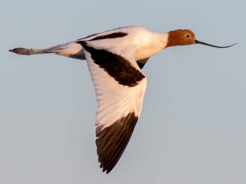 Avocetta collorossa, Foto 3