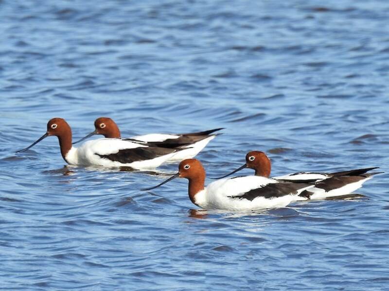 Avocetta collorossa, Foto 4