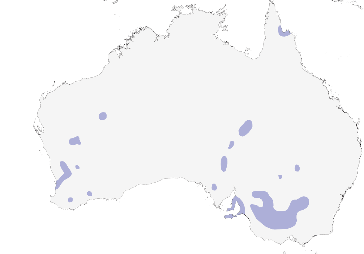 Avocetta collorossa, Distribuzione 1