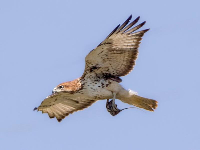 Rotnackenbussard, Fotos 4