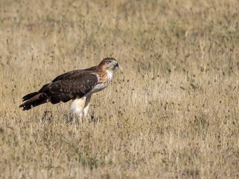 Rotnackenbussard