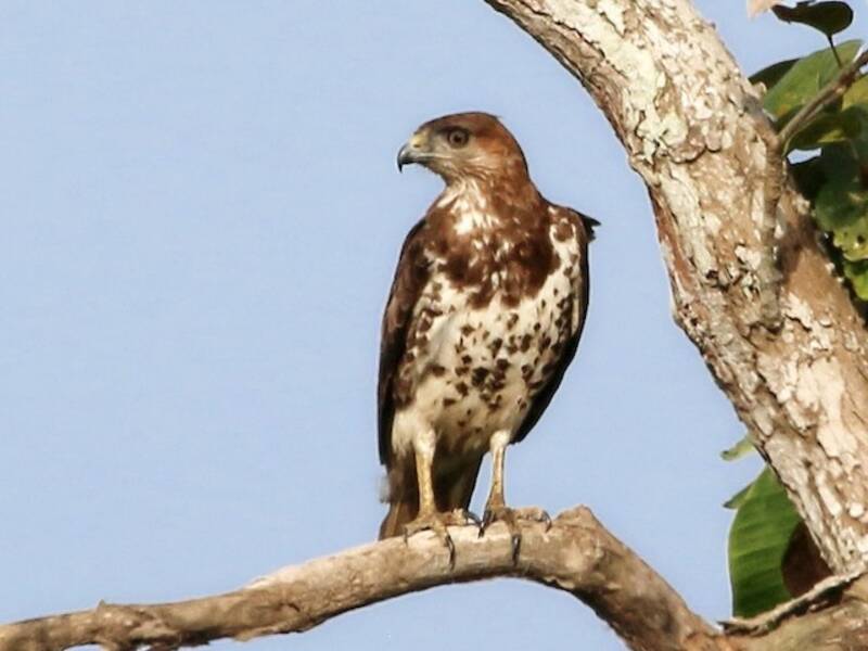Rotnackenbussard, Fotos 2