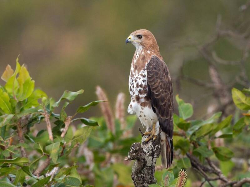 Rotnackenbussard, Fotos 3