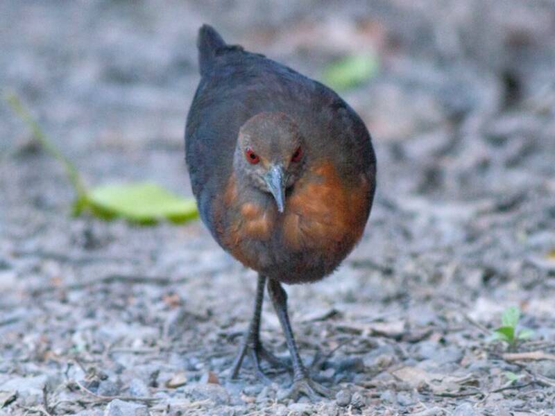 Red-necked Crake, Photos 3