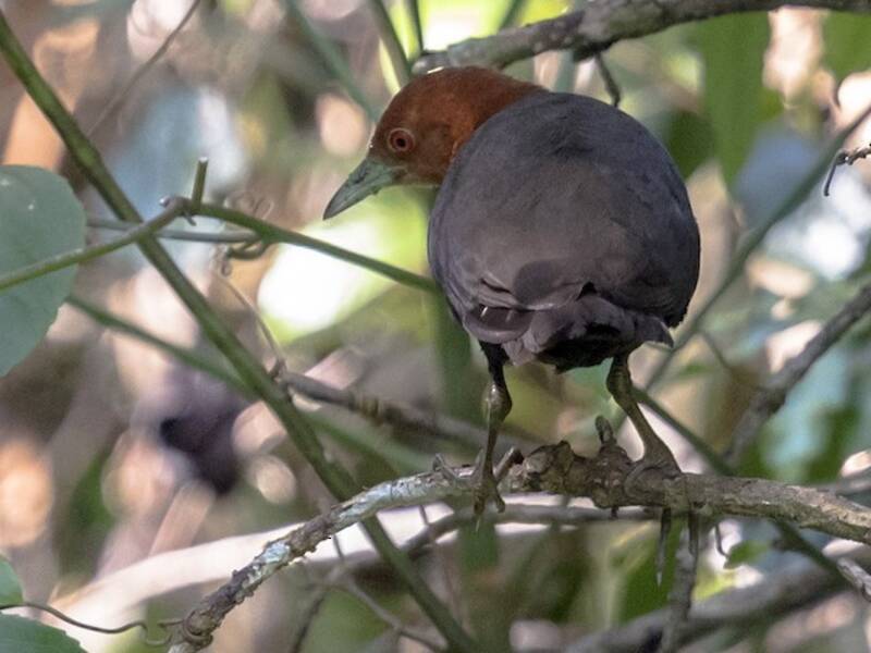 Red-necked Crake, Photos 4