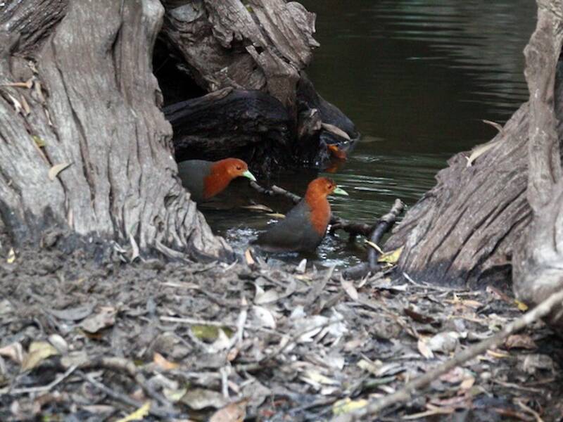 Red-necked Crake, Photos 2