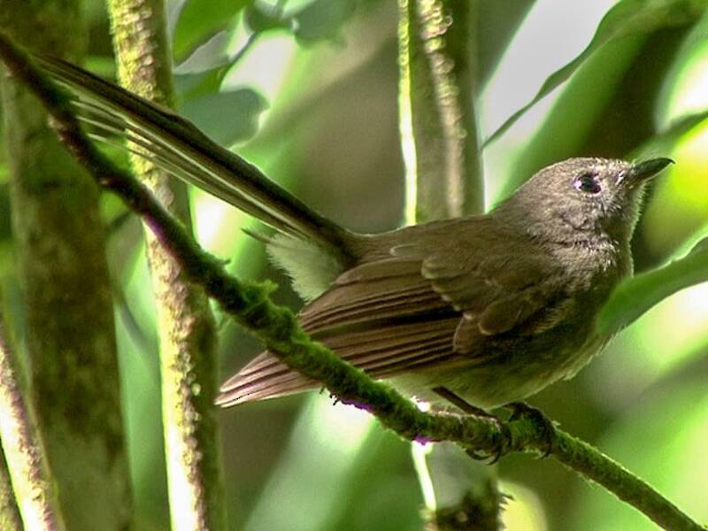 Rennell Fantail, Photos 4