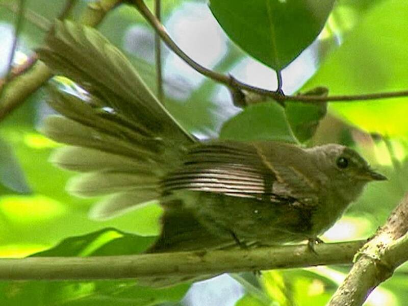Rennell Fantail, Photos 3