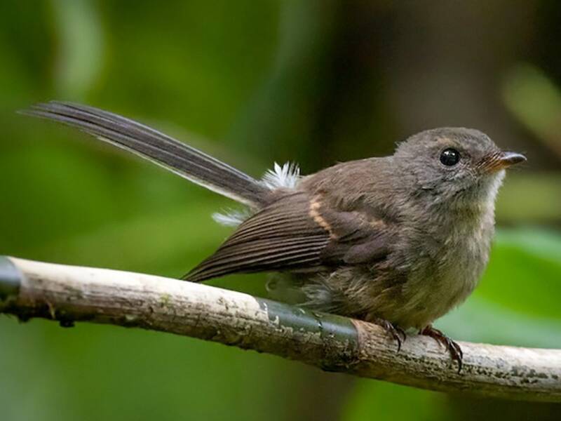 Rennell Fantail, Photos 2