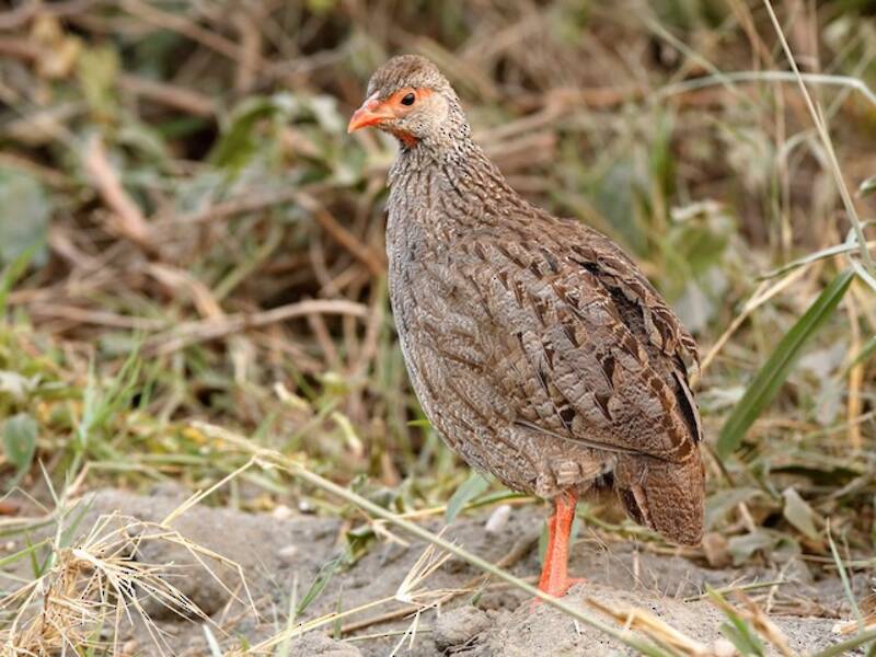 Francolino dal collo rosso, Foto 2