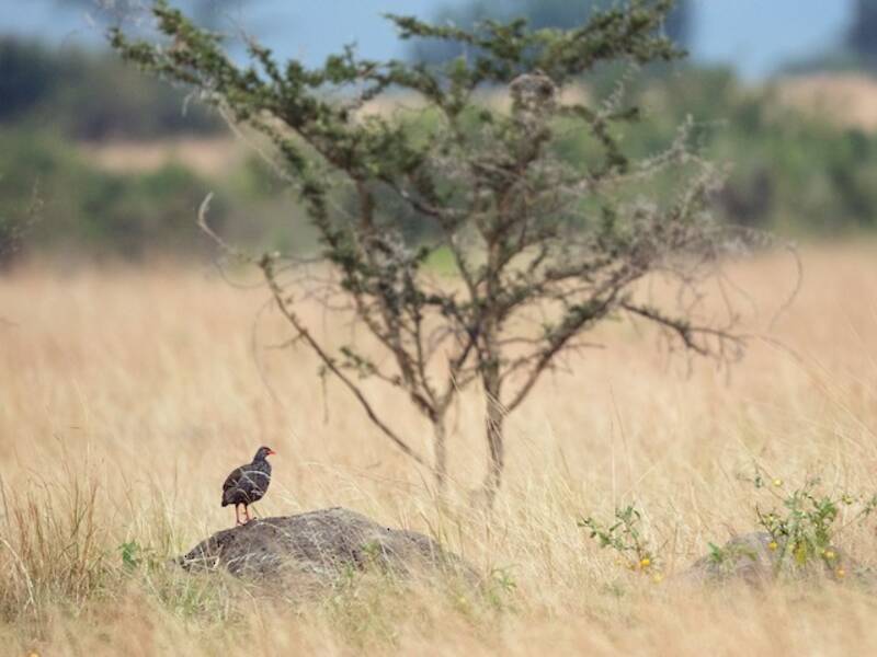 Francolino dal collo rosso - Pternistis afer
