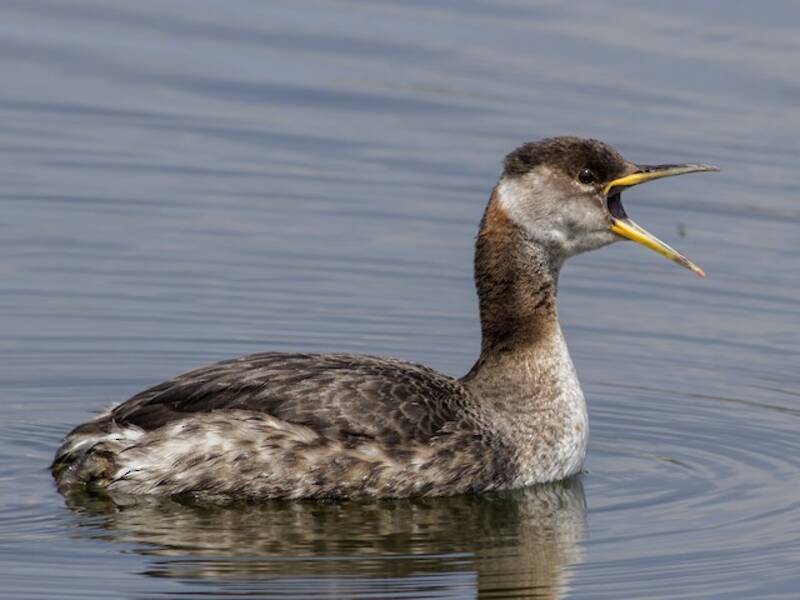 Red-necked Grebe (Podiceps grisegena)