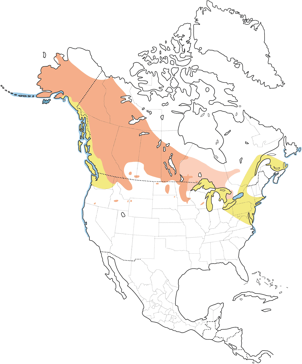 Grèbe jougris, Distribution 1