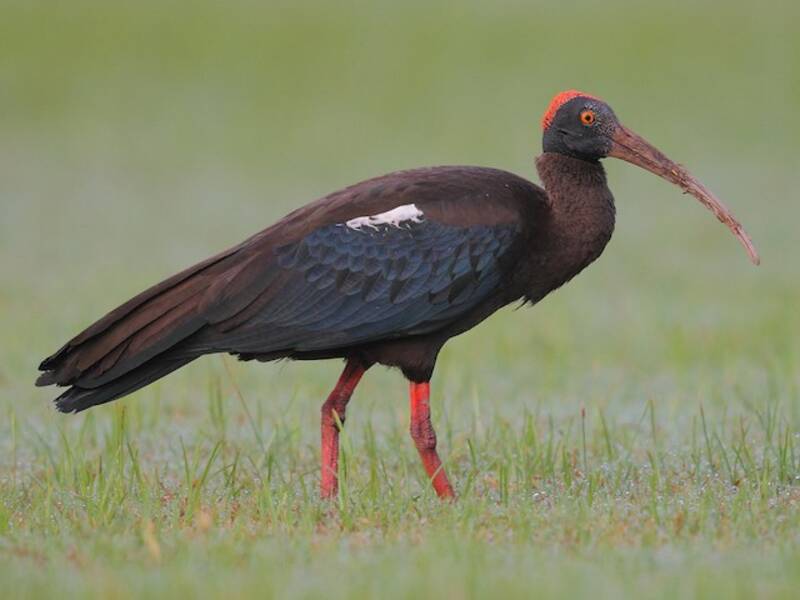 Red-naped Ibis (Pseudibis papillosa)
