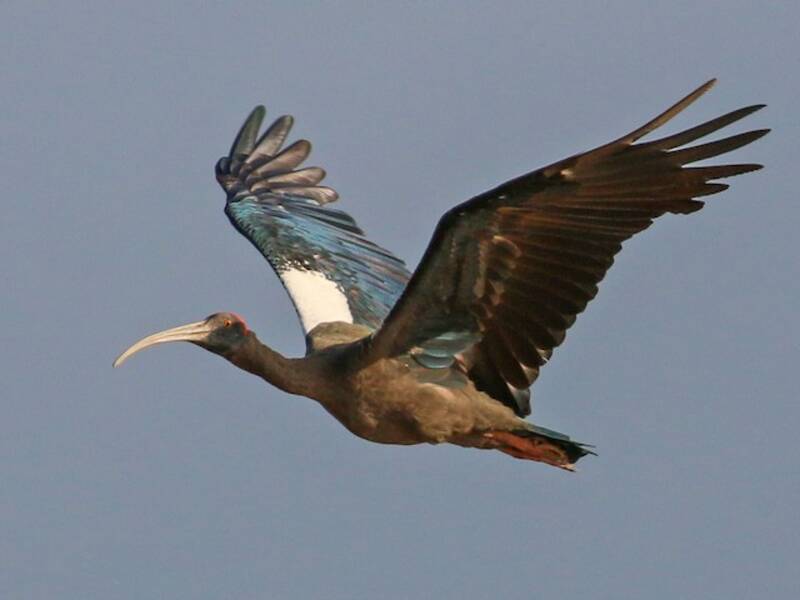 Warzenibis, Fotos 2