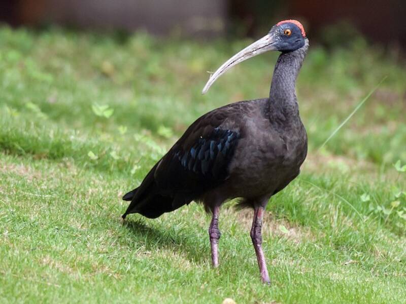 Warzenibis, Fotos 4