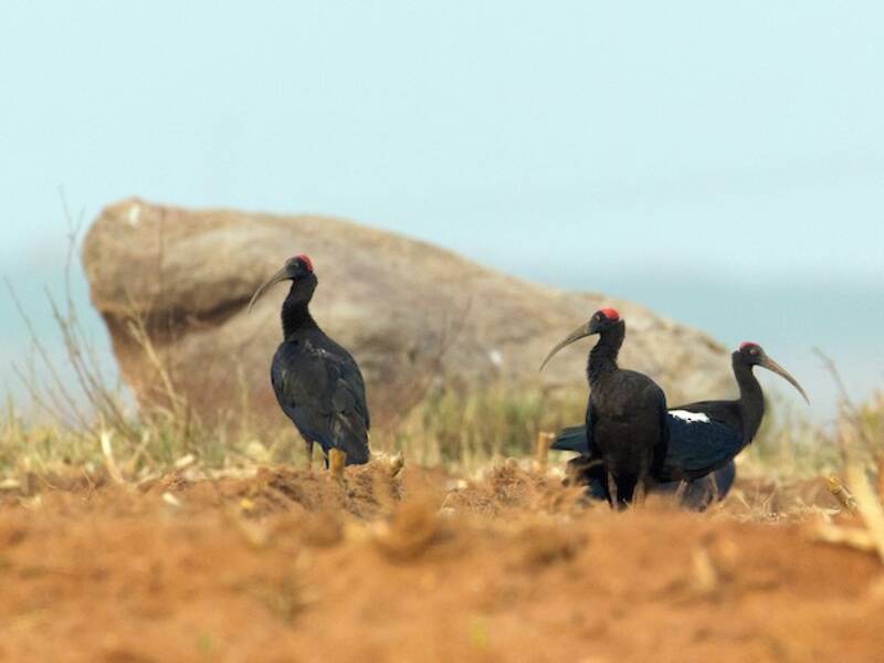 Warzenibis, Fotos 3