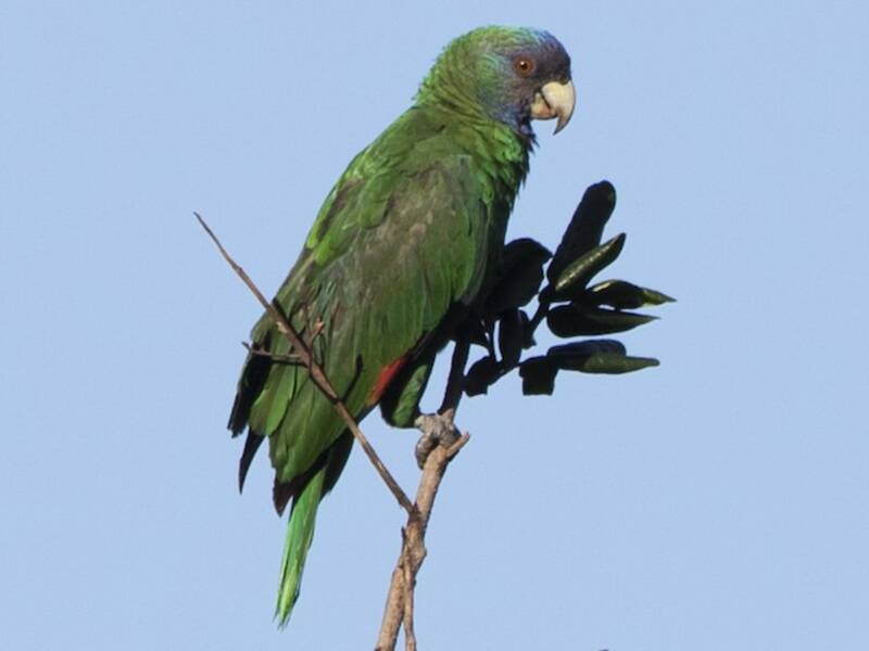 Amazzone dal collo rosso, Foto 3