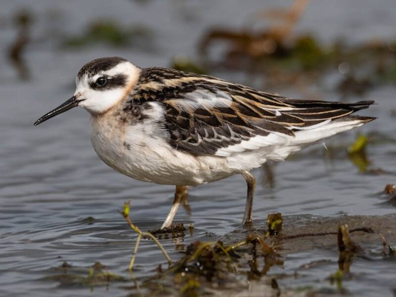 Phalarope à bec étroit