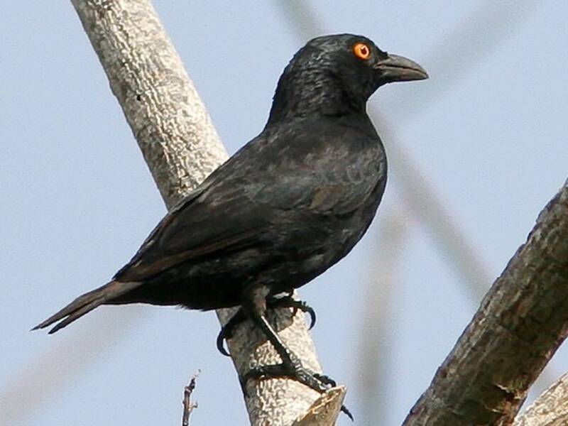 Rennell Starling, 照片 3