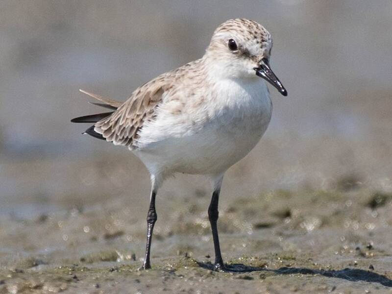 Rotkehlstrandläufer