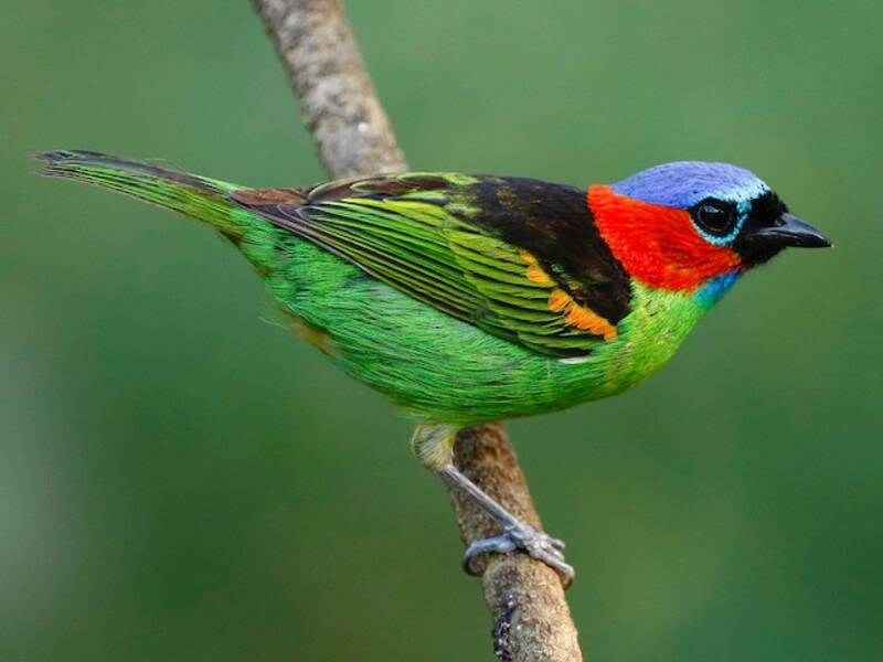 Red-necked Tanager, Photos 3