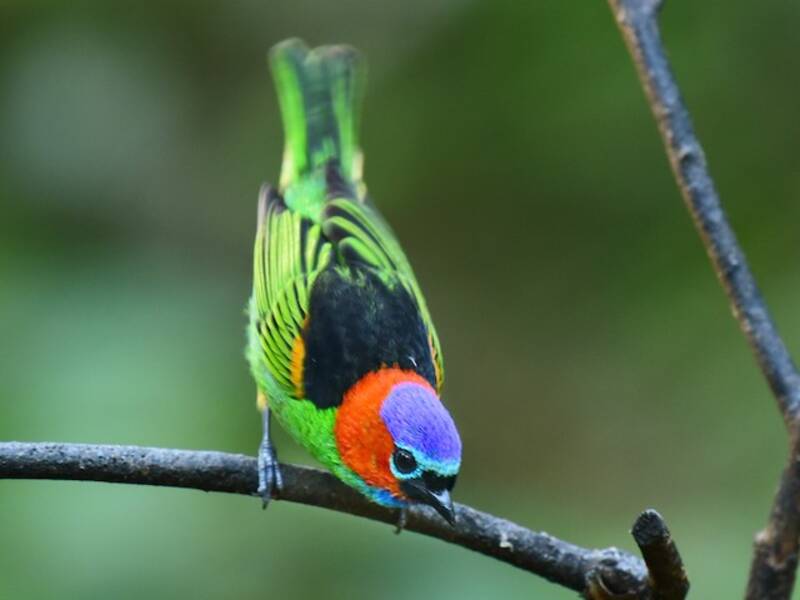 Red-necked Tanager, Photos 4