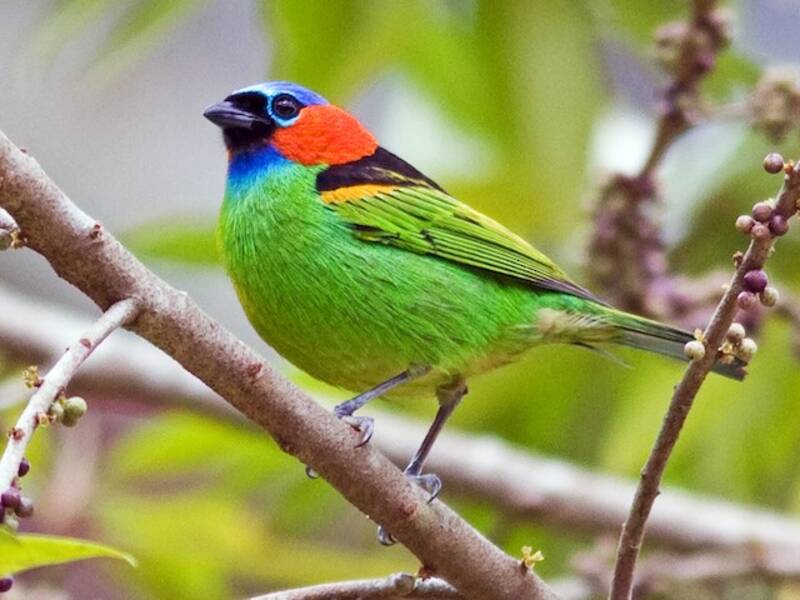 Red-necked Tanager, Photos 2