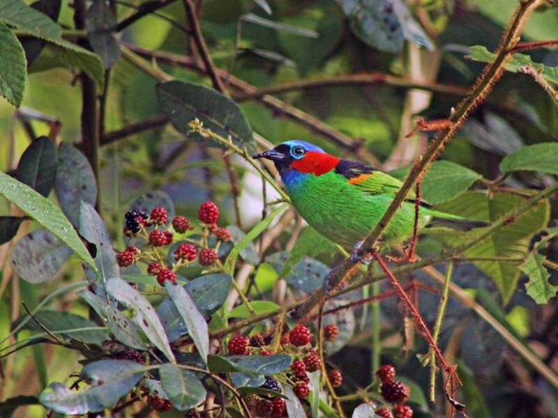Red-necked Tanager