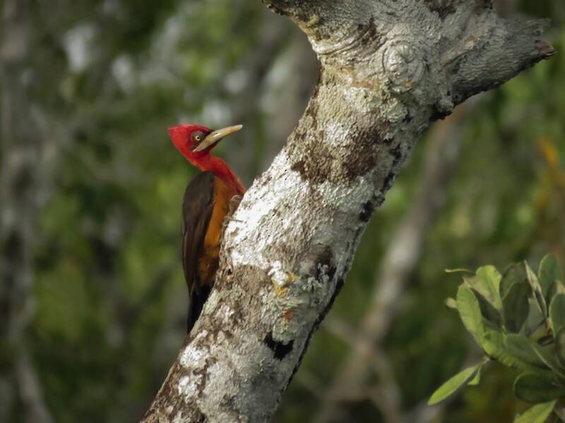 Red-necked Woodpecker (Campephilus rubricollis)