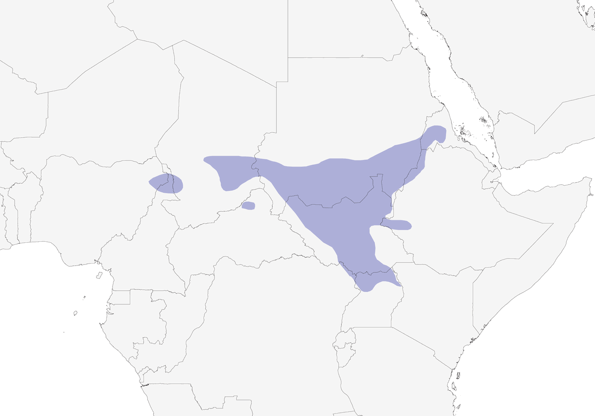 Cistícola de Píleo Rojo, Distribución 1