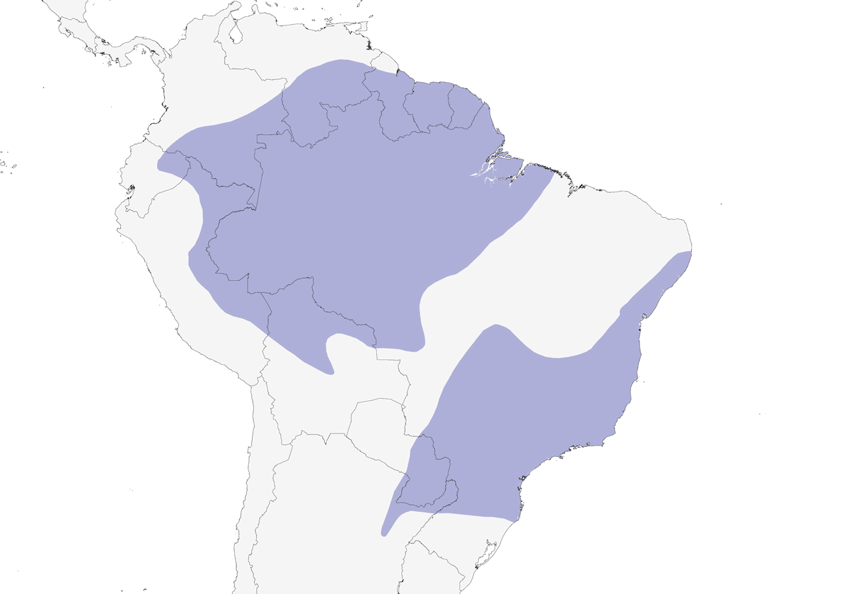 Cacico culorosso, Distribuzione 1
