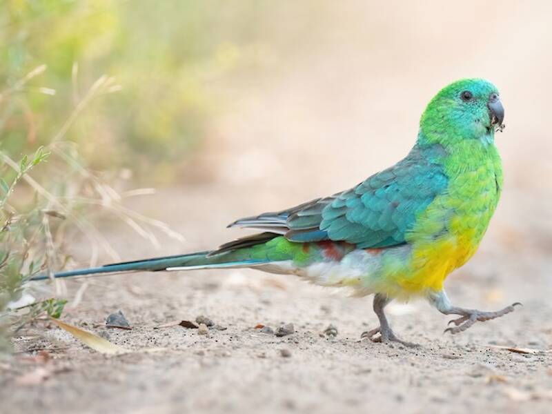 Red-rumped Parrot, Photos 4