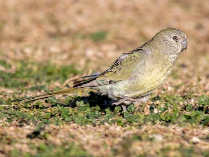 Red-rumped Parrot, Photos 3