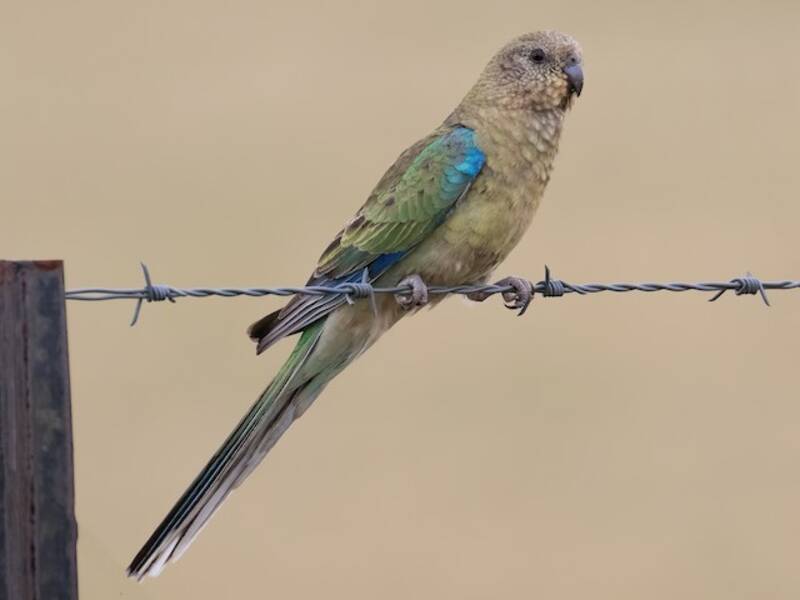 Red-rumped Parrot, Photos 2