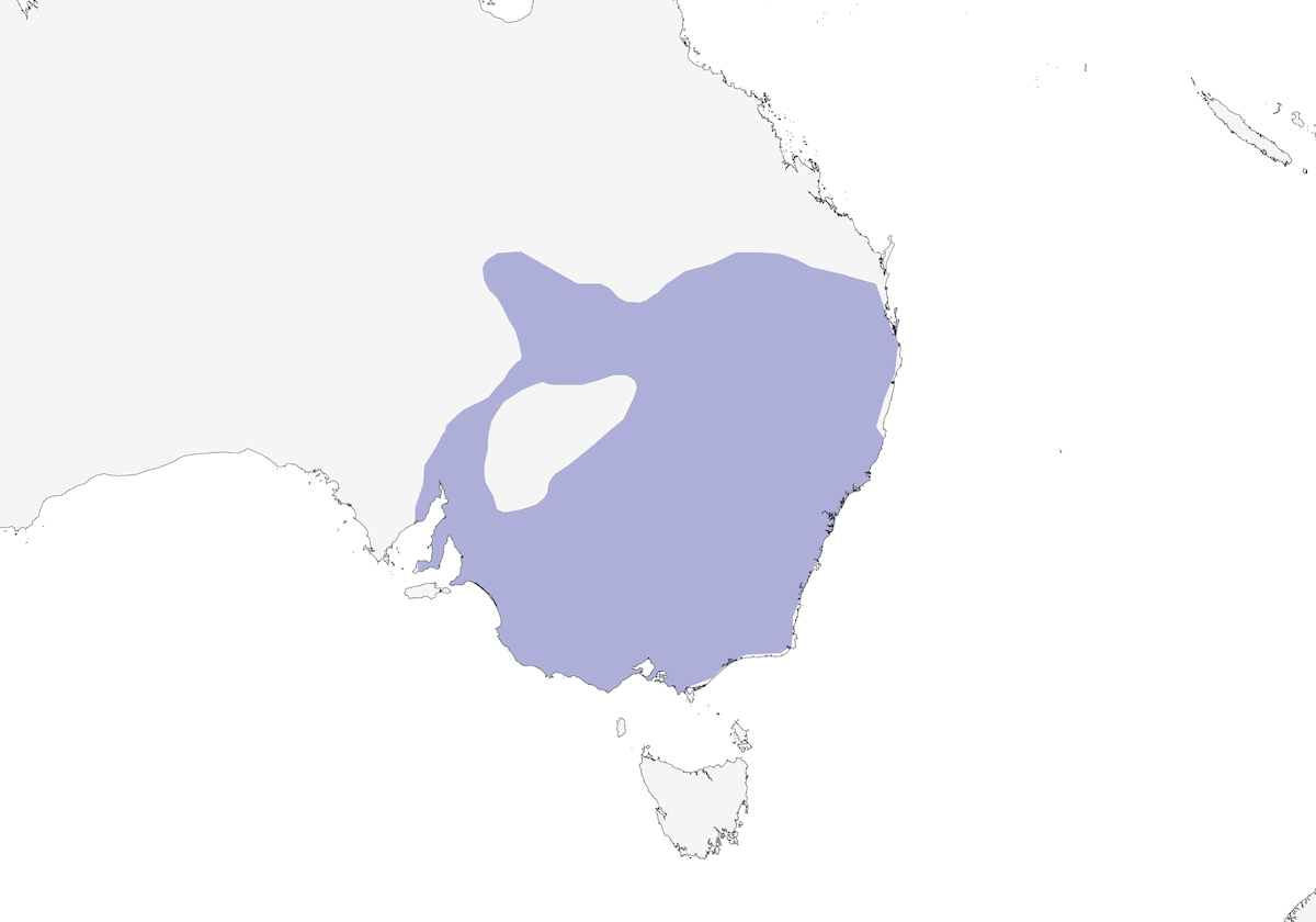 Red-rumped Parrot, Distribution 1