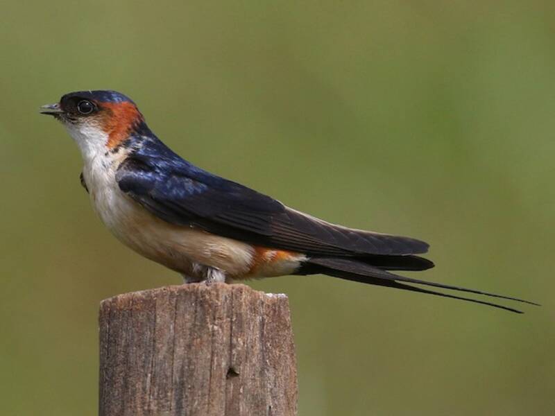 African Red-rumped Swallow, Photos 2