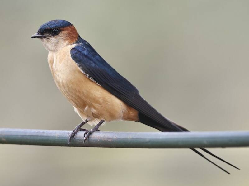 African Red-rumped Swallow, Photos 3