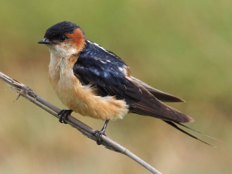 African Red-rumped Swallow, Photos 4