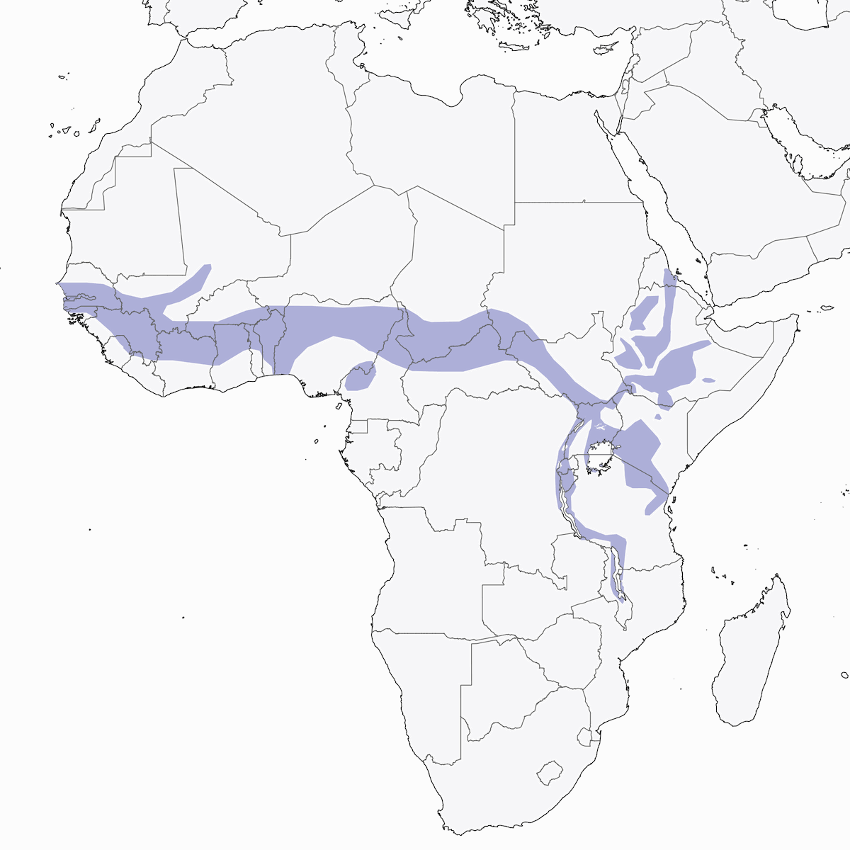 African Red-rumped Swallow, Distribution 1